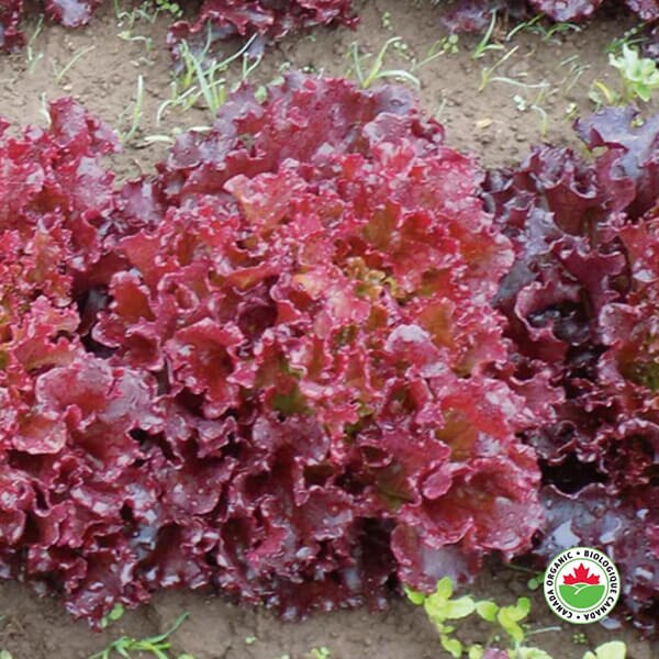 West Coast Seeds Loose Leaf Lettuce
